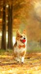 柯基犬  