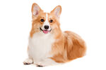 柯基犬 