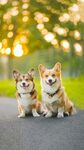 柯基犬 