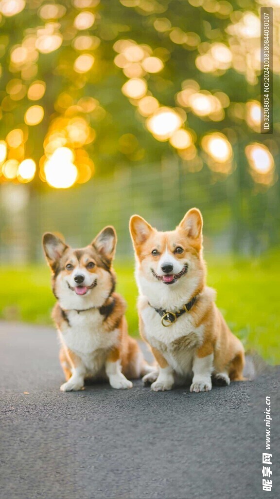 柯基犬 