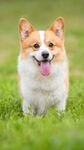 柯基犬  