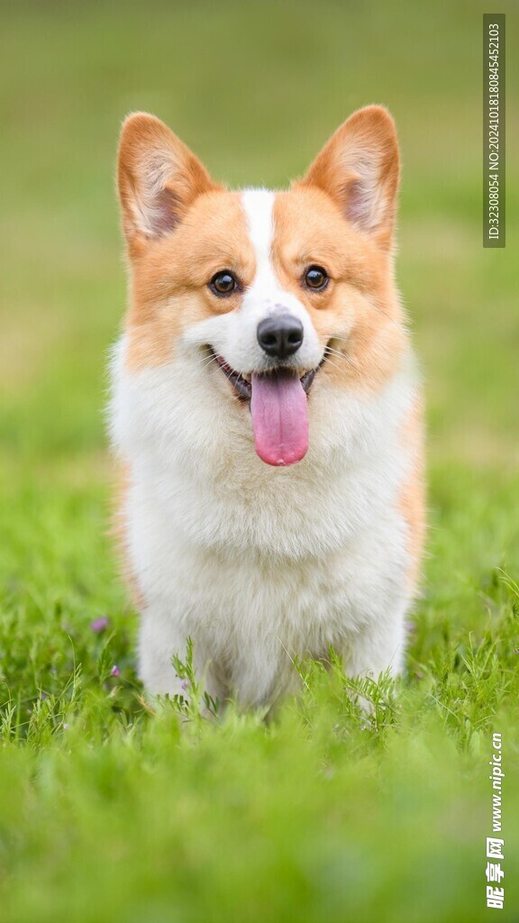 柯基犬  