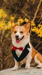 柯基犬 