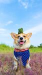 柯基犬 