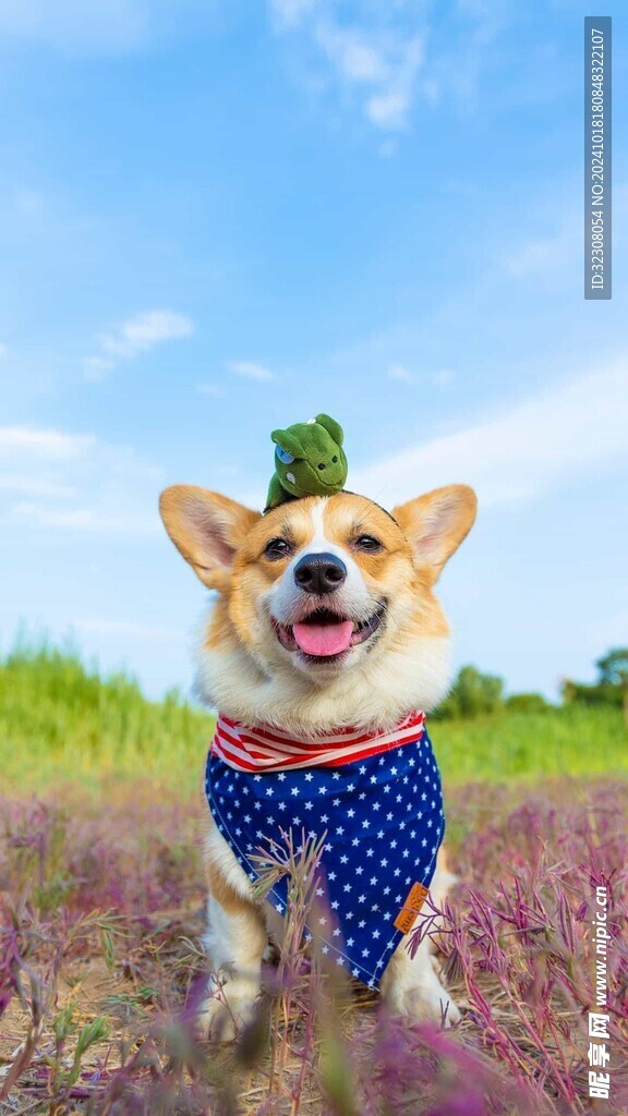 柯基犬 