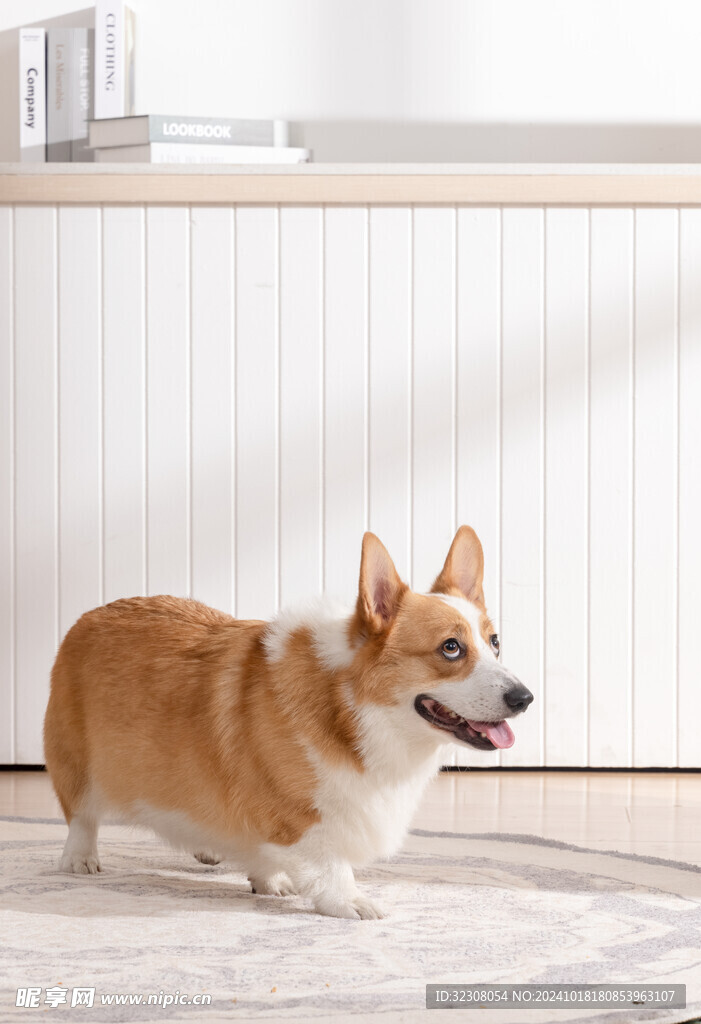 柯基犬 