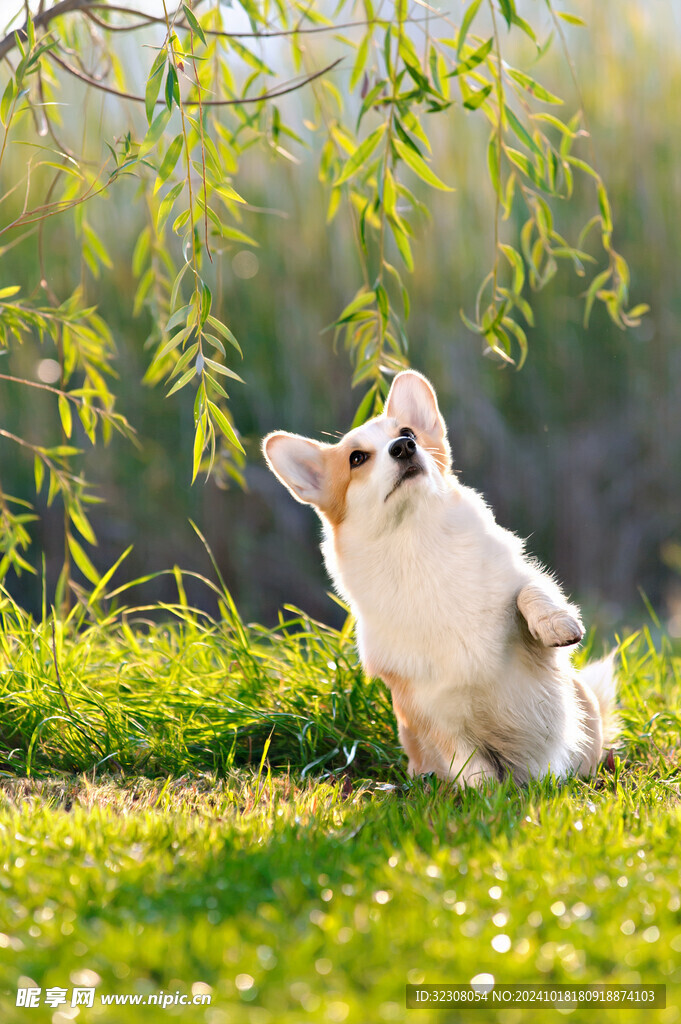 柯基犬  
