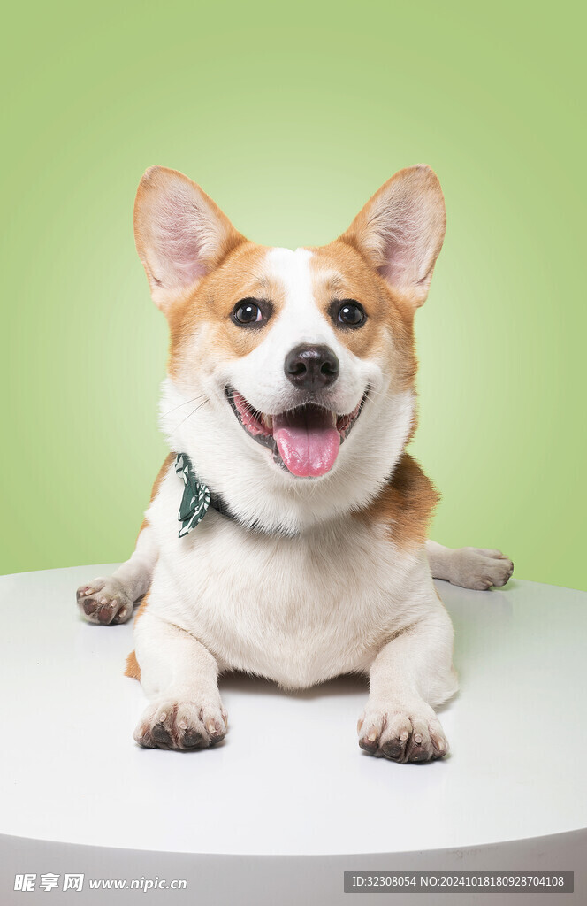 柯基犬  