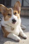 柯基犬  