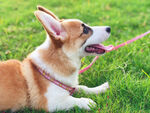 柯基犬 