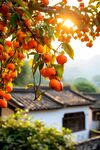 柿子树  
