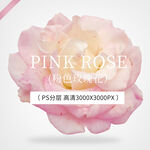 粉色高清玫瑰花png