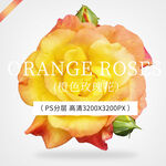 橙黄色玫瑰花 月季花 高清 