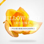 黄色瑰花 橙色月季花 高清