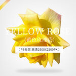 黄色瑰花 橙色月季花 高清 
