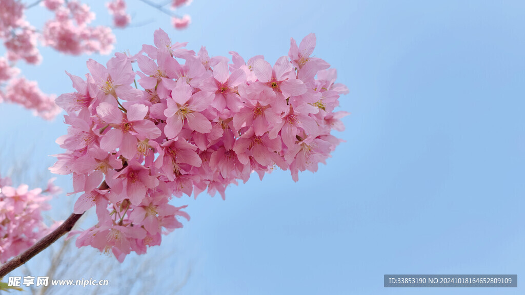 樱花 粉色花 蓝天