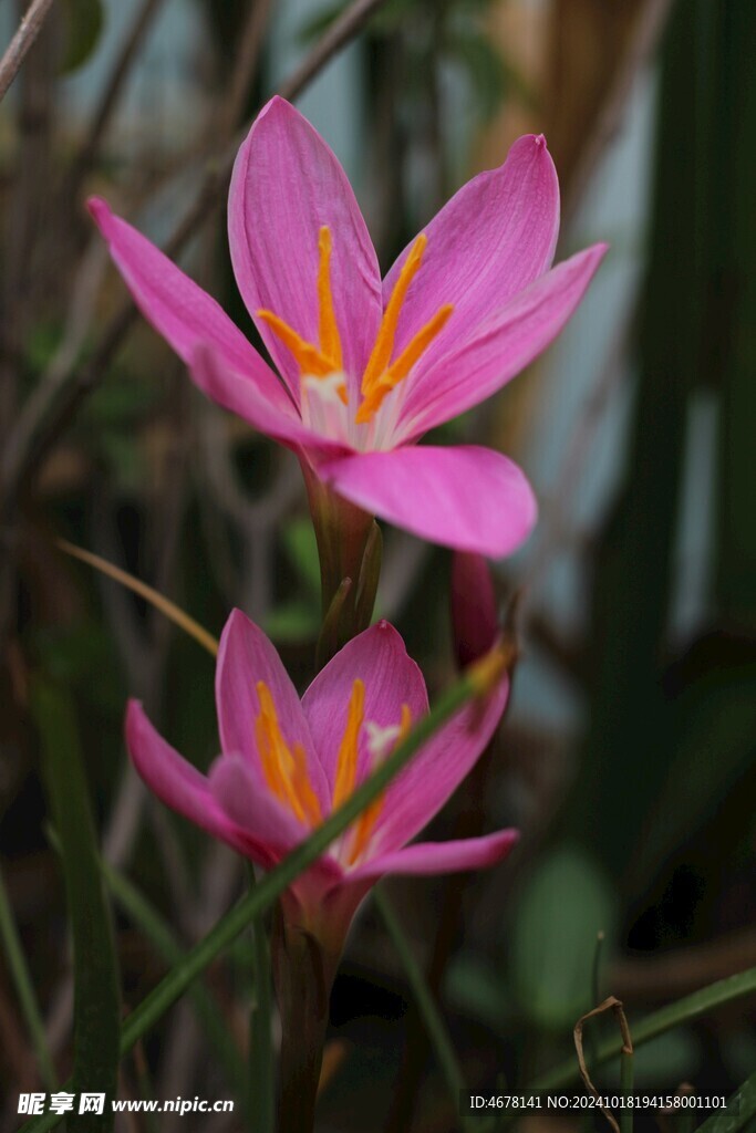 藏红花图片