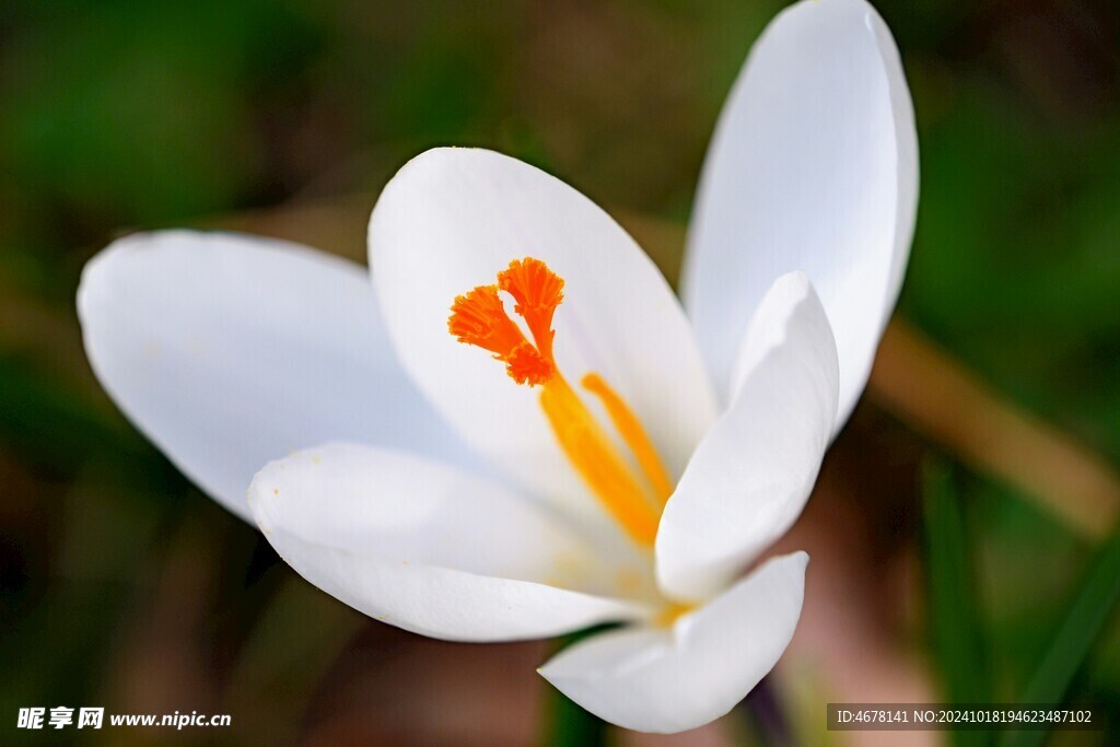 藏红花图片