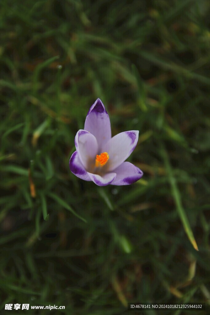 藏红花图片