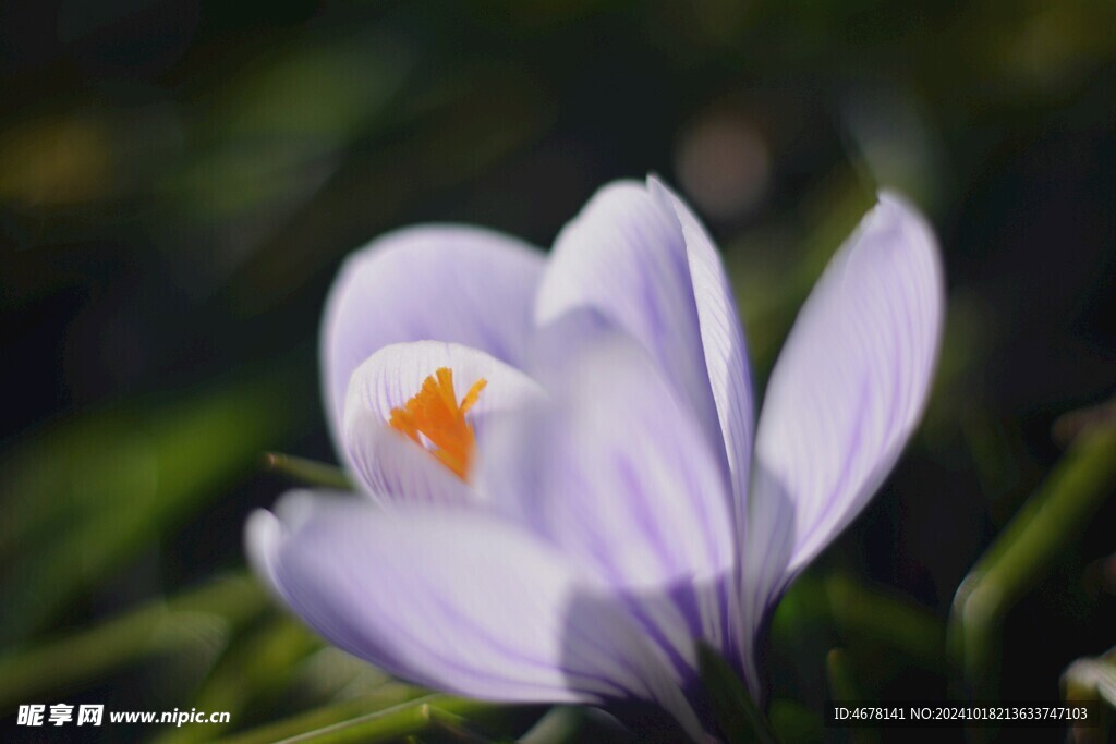 藏红花图片