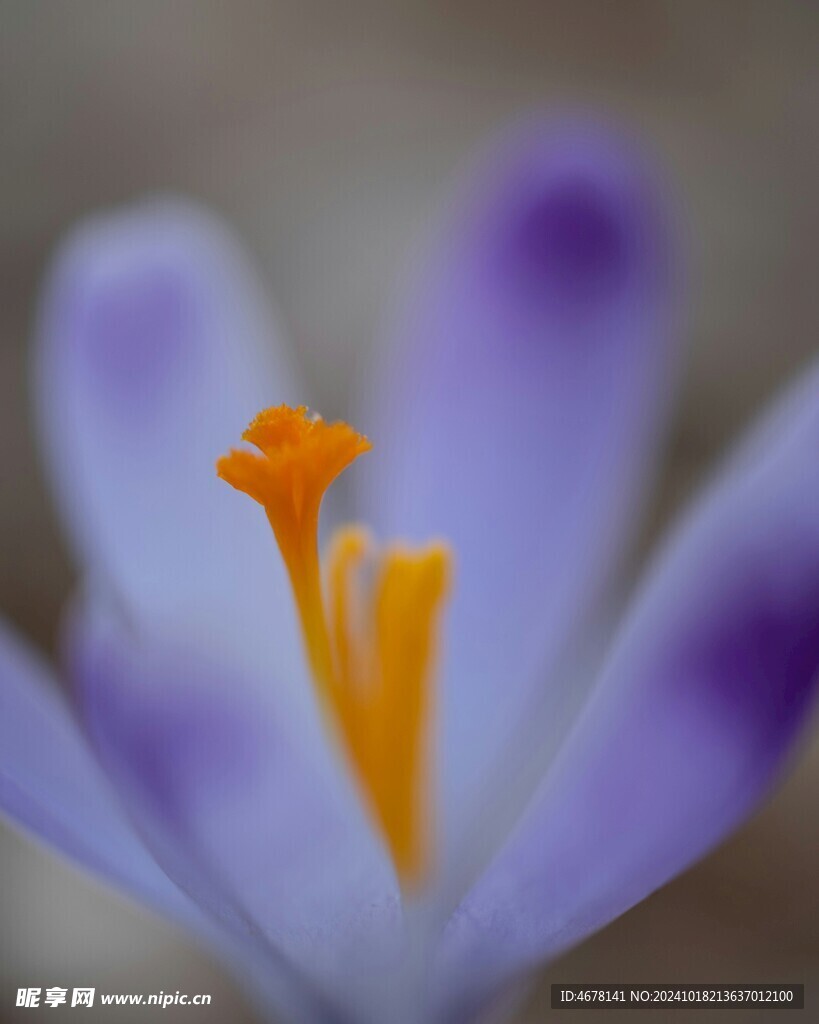 藏红花图片
