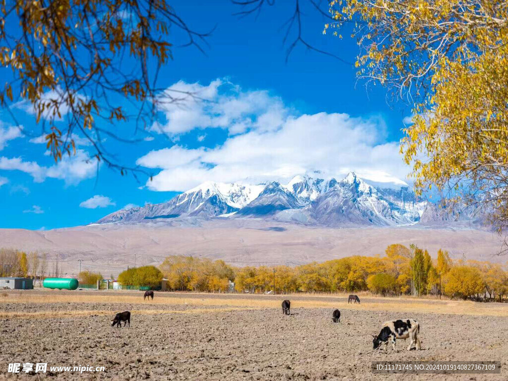 秋天的背景