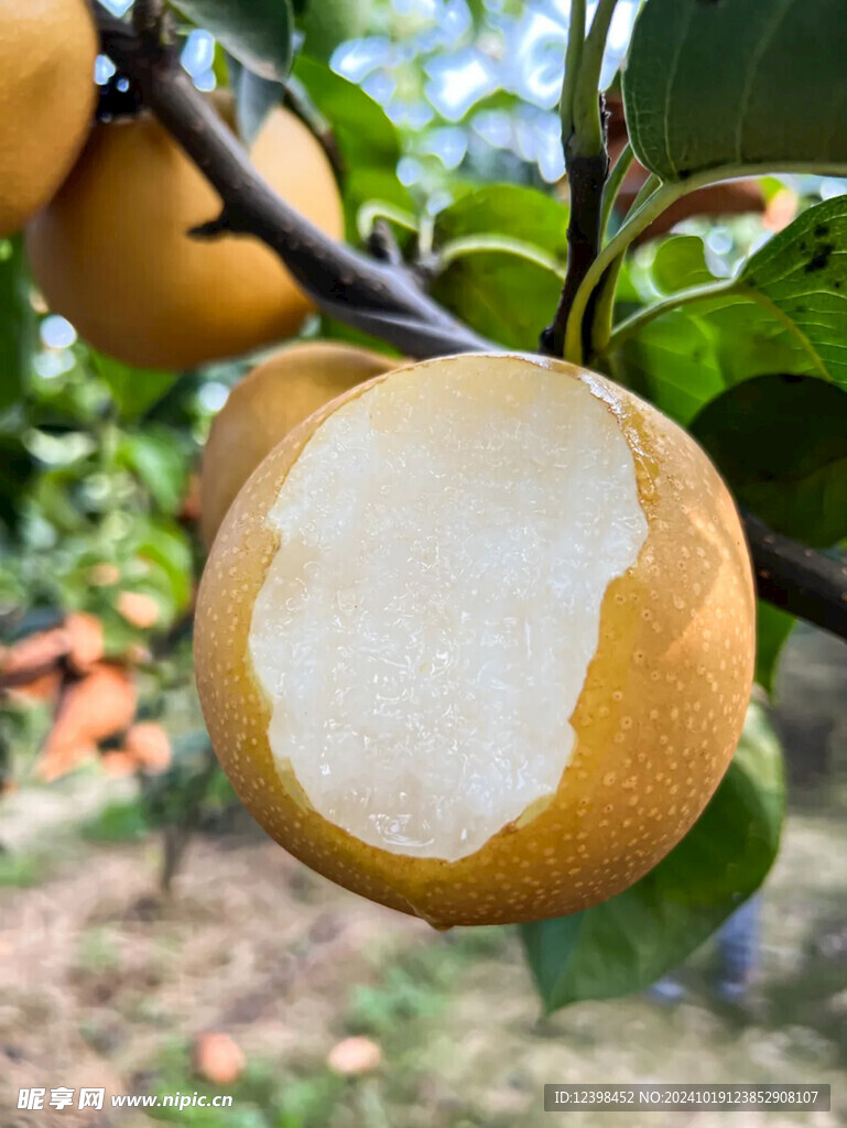 秋月梨