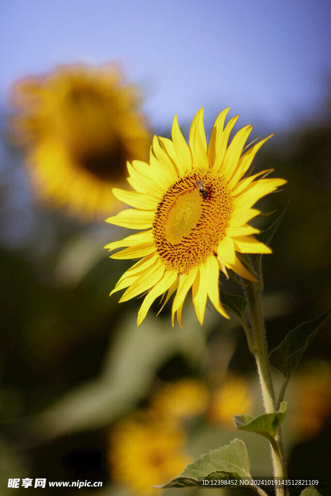 葵花