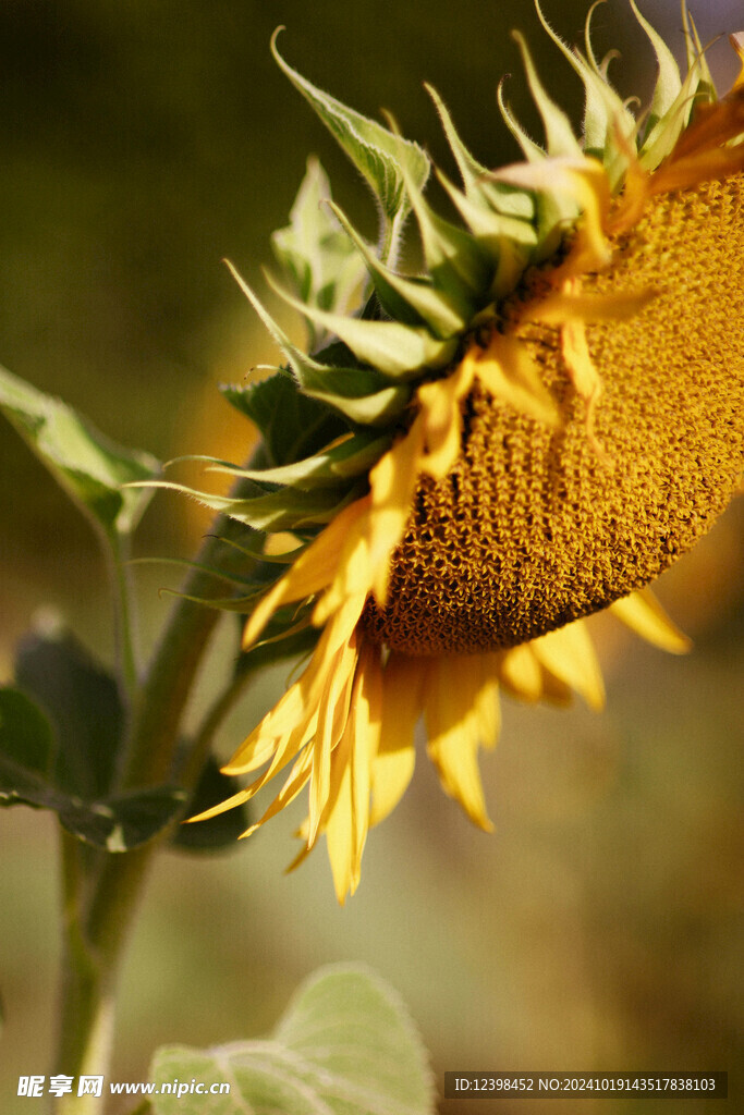 葵花