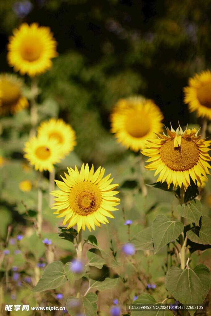 葵花