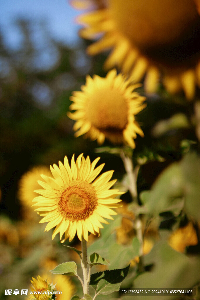 葵花