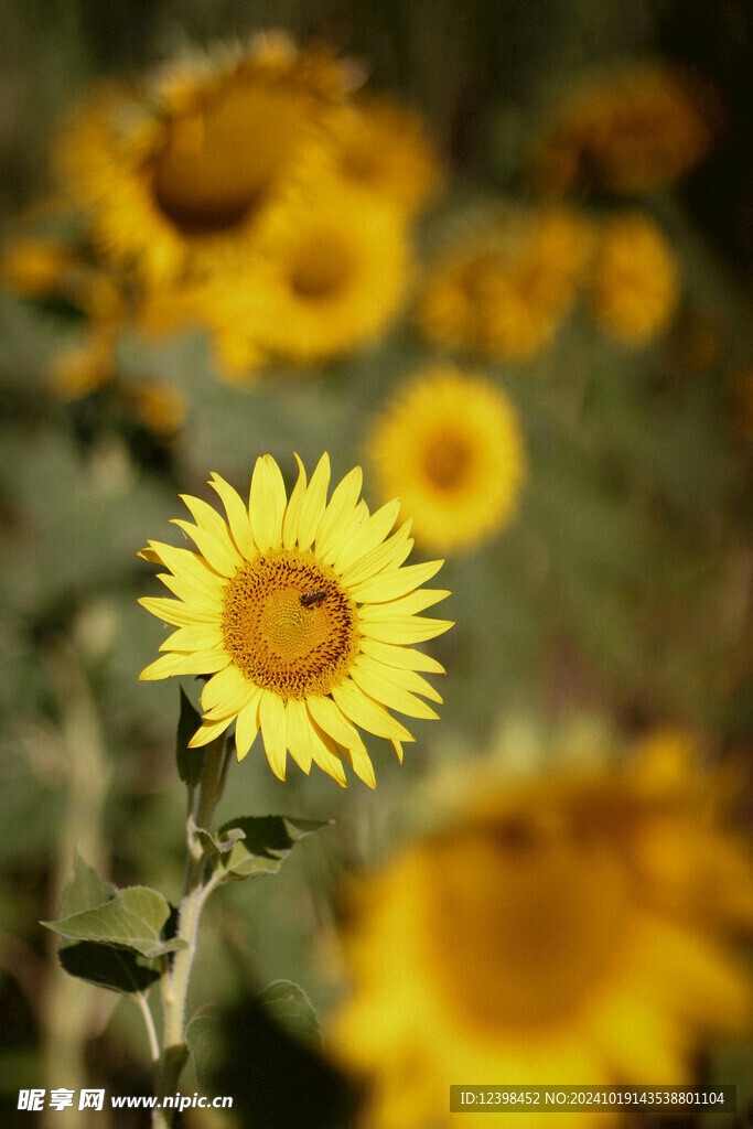 葵花