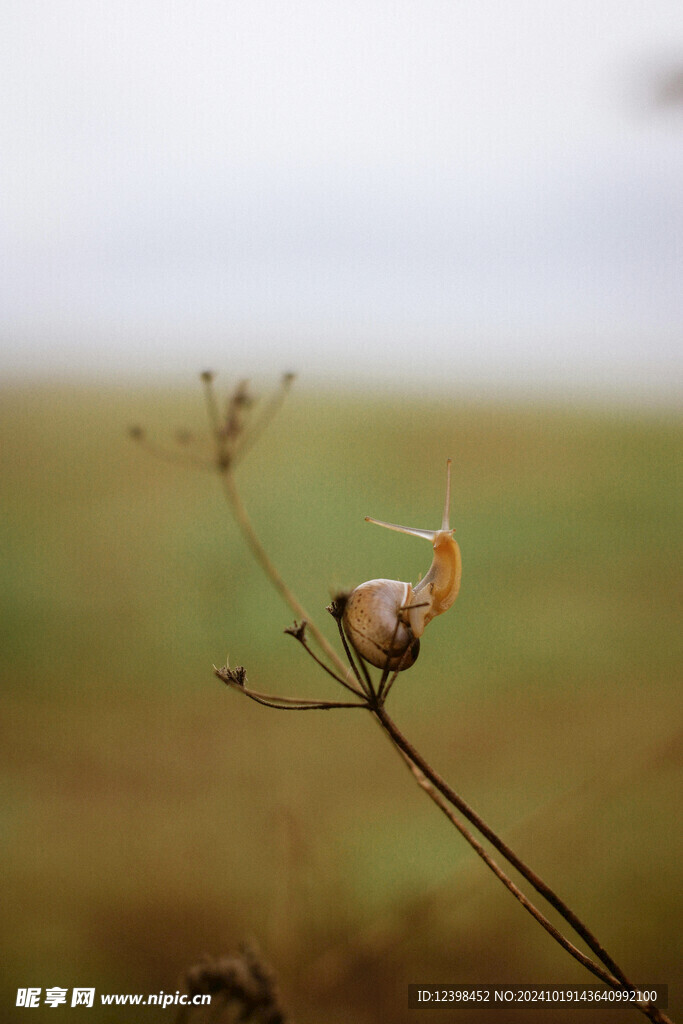 蜗牛