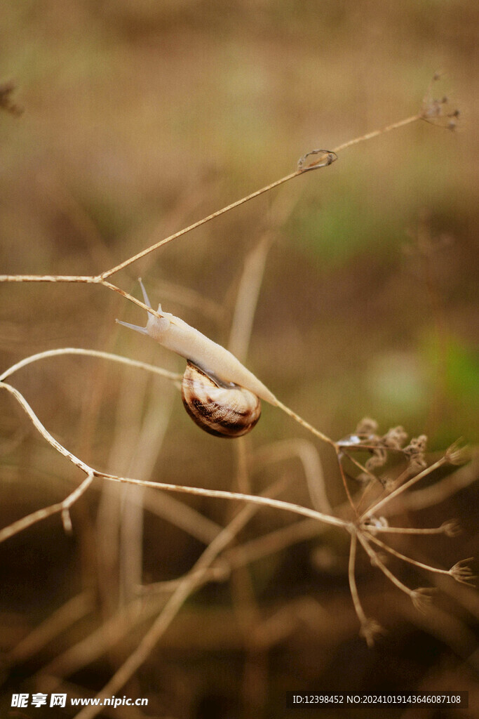 蜗牛