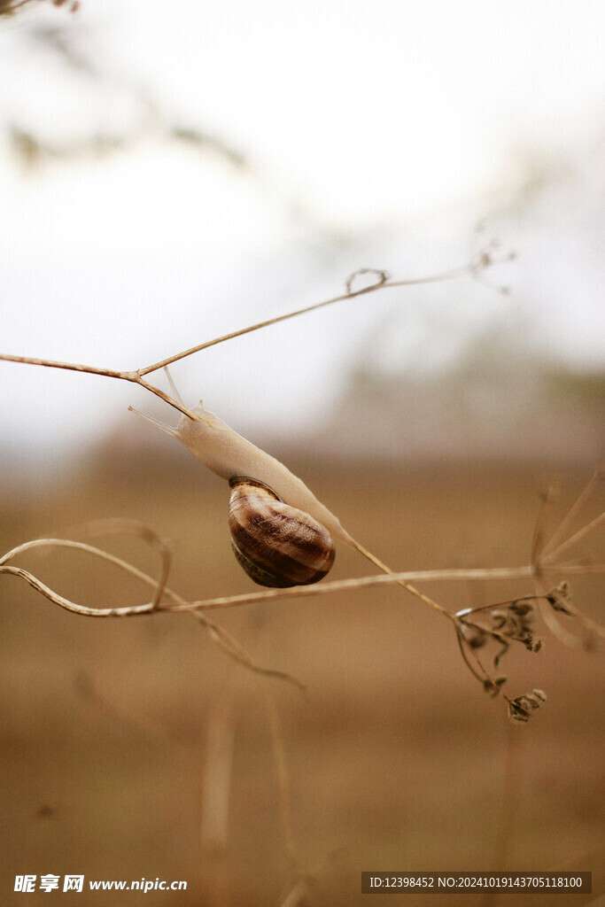蜗牛