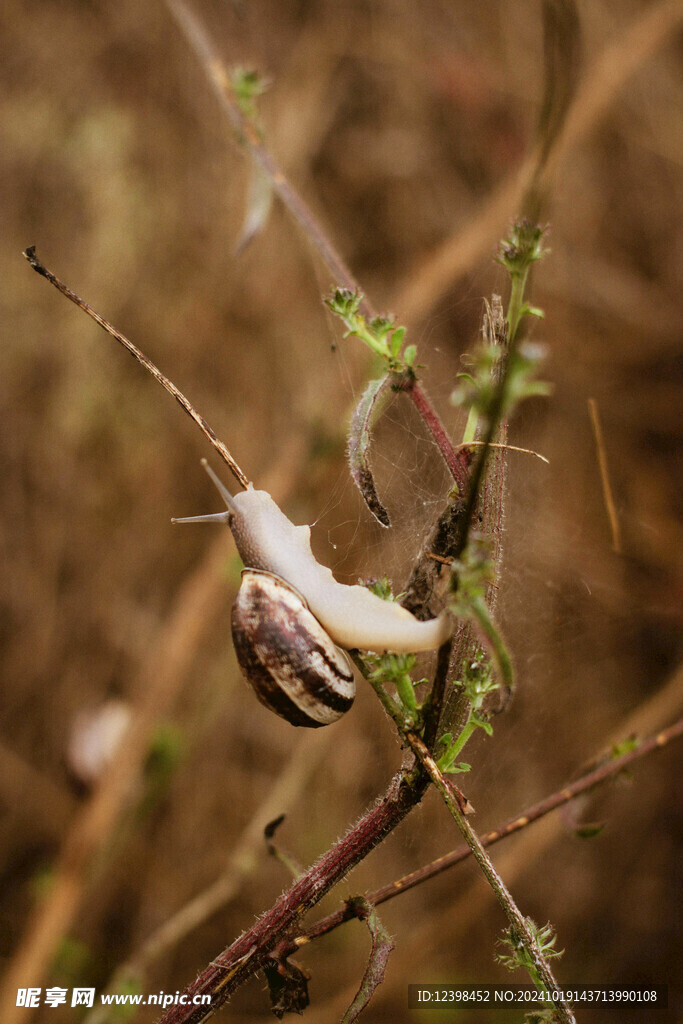 蜗牛