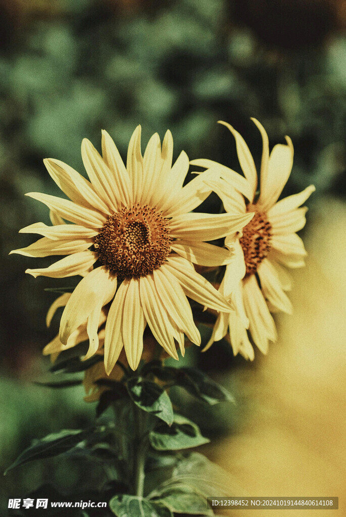 葵花