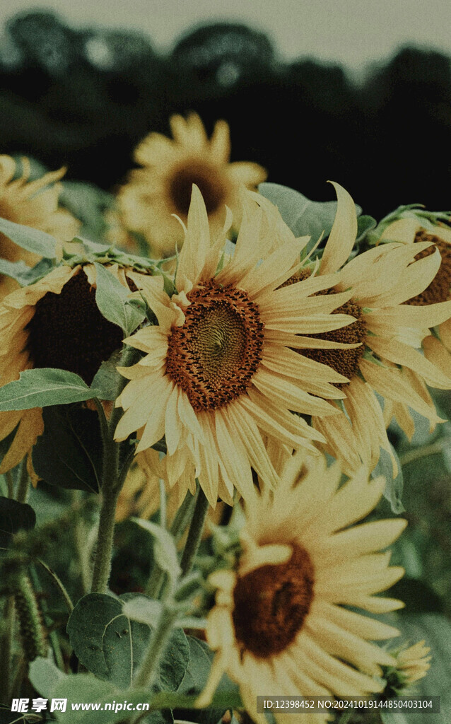 葵花