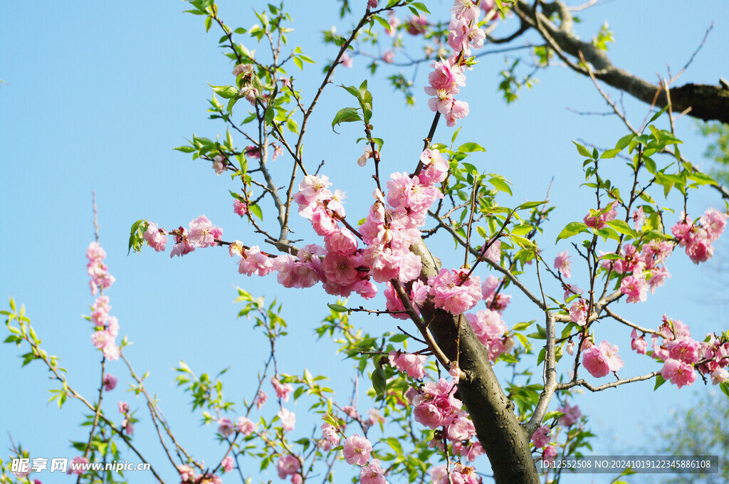 樱花