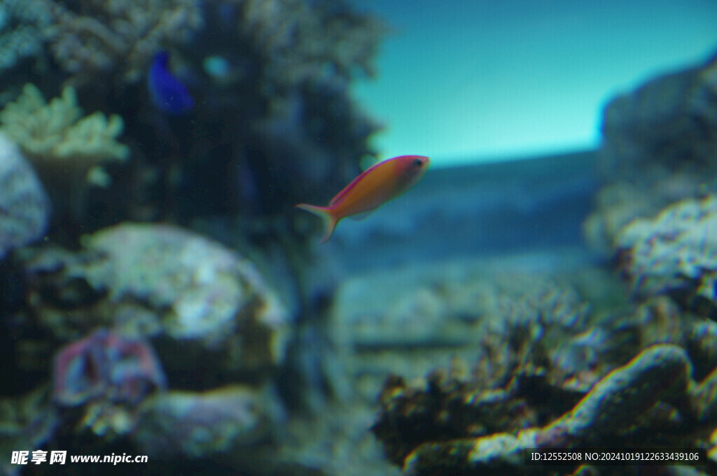 海鱼 