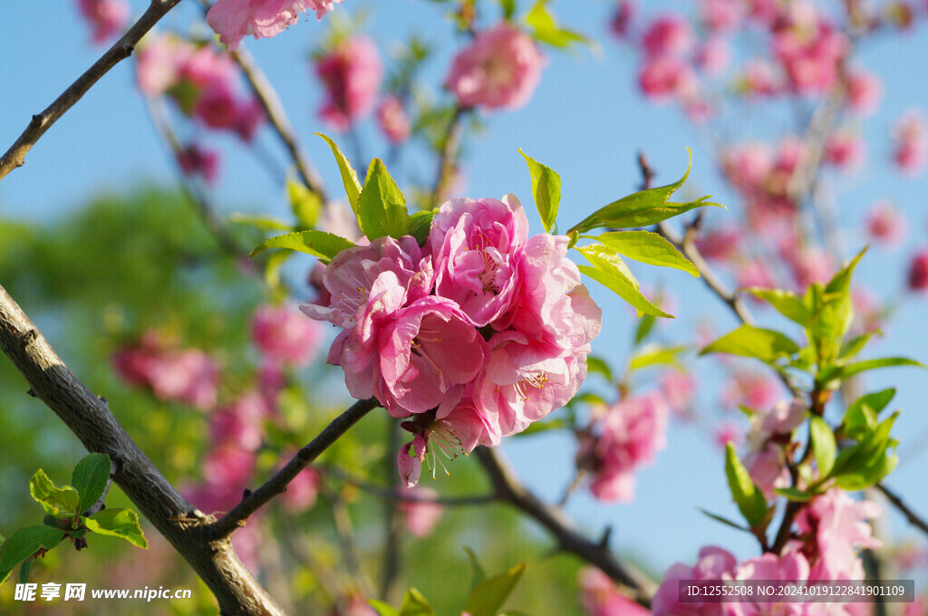 樱花