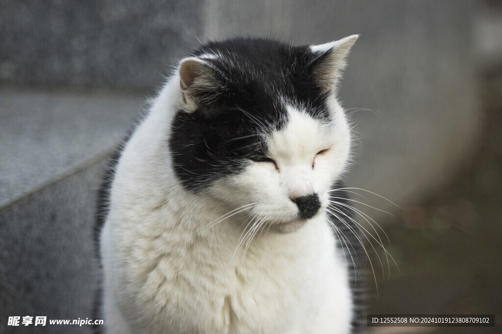 猫咪