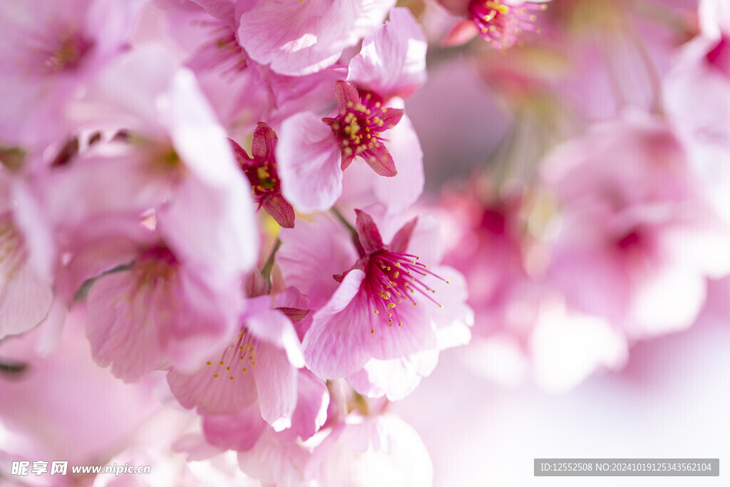 樱花