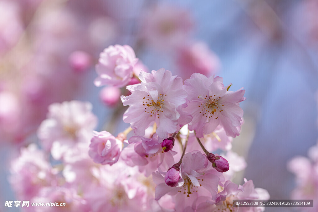 樱花