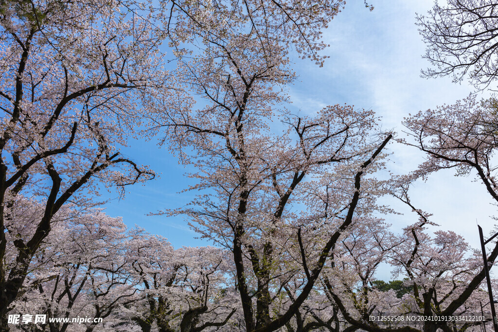樱花树