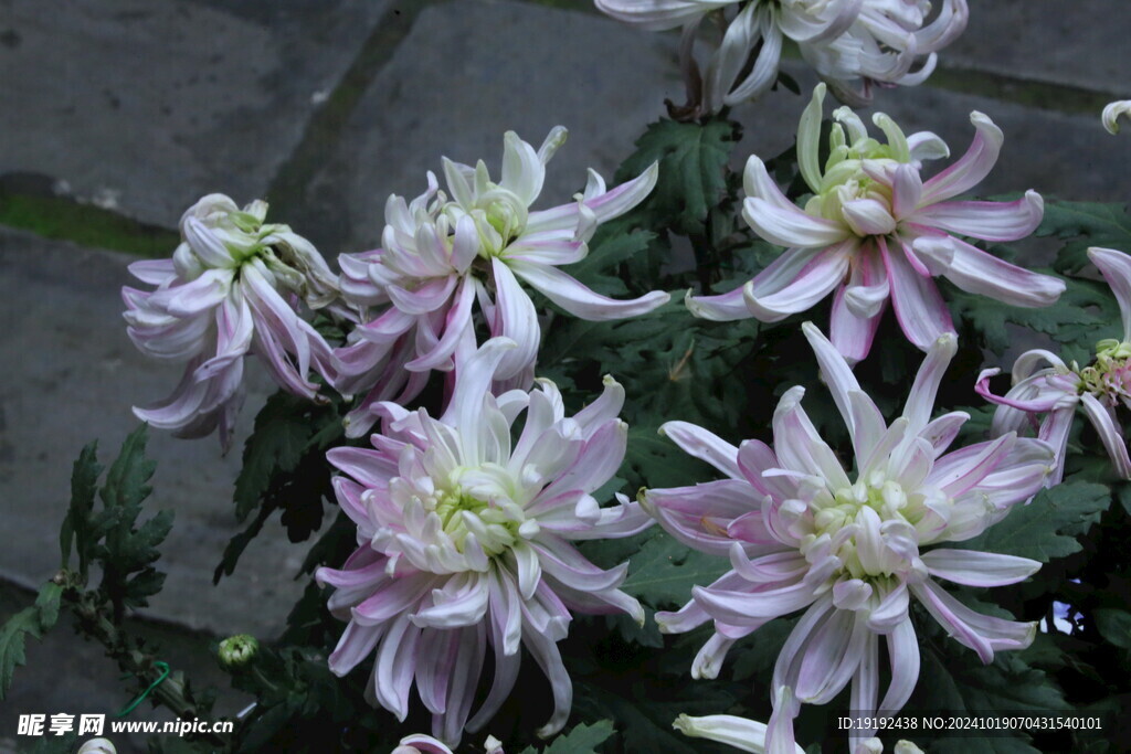 菊花 