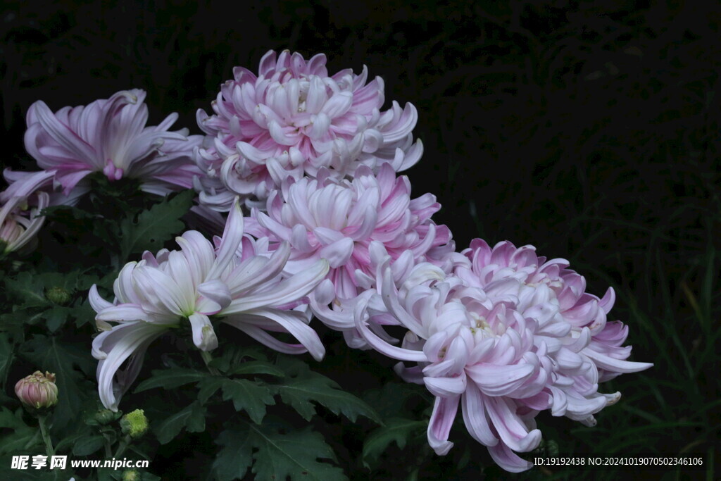 菊花 