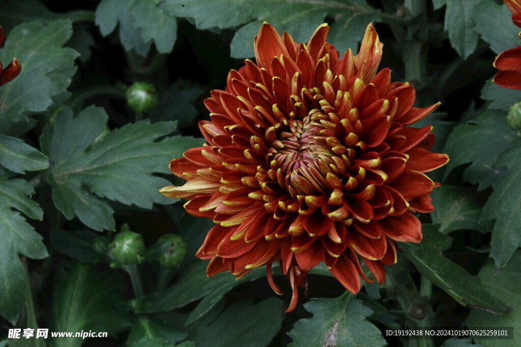 菊花  
