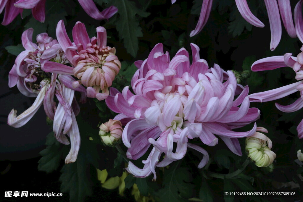 菊花 
