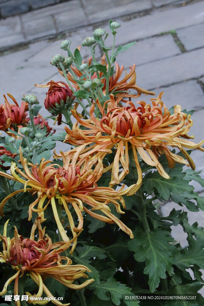 菊花 